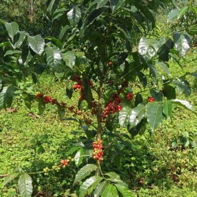 dawi_coffee_farm_ (1)