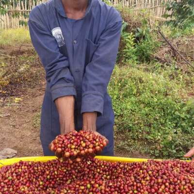 dawi_coffee_farm_ (10)