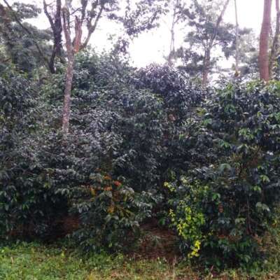 dawi_coffee_farm_ (15)