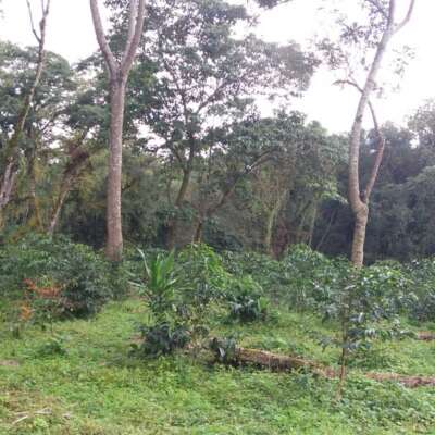 dawi_coffee_farm_ (16)