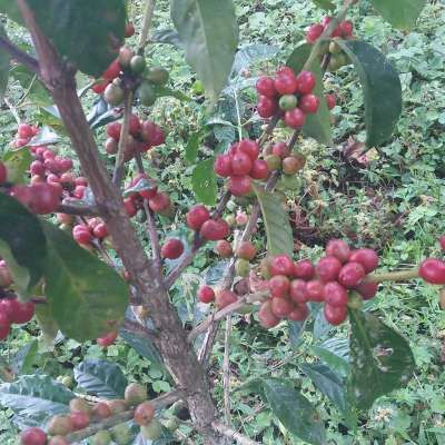 dawi_coffee_farm_ (17)