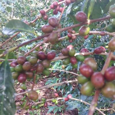 dawi_coffee_farm_ (18)