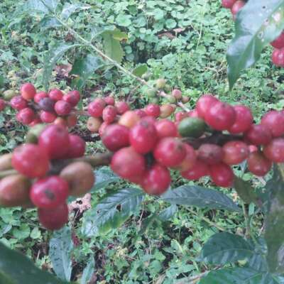 dawi_coffee_farm_ (19)