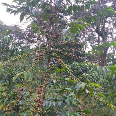 dawi_coffee_farm_ (2)