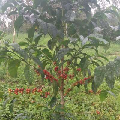 dawi_coffee_farm_ (3)