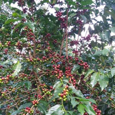 dawi_coffee_farm_ (4)