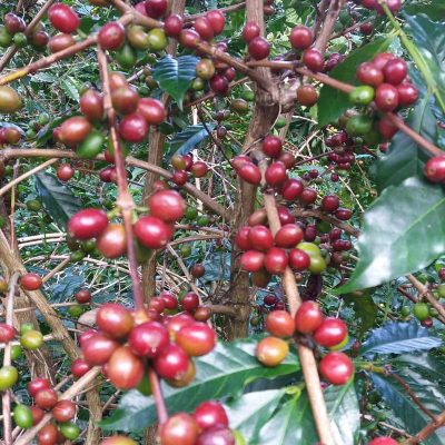 dawi_coffee_farm_ (5)