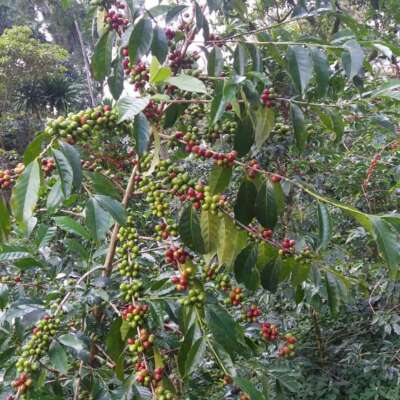 dawi_coffee_farm_ (6)