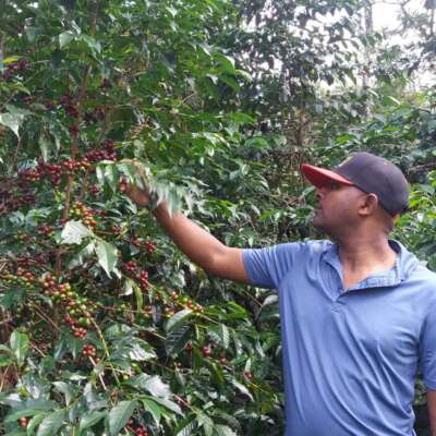 dawi_coffee_farm_ (7)