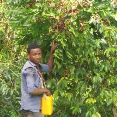 dawi_coffee_farm_ (9)